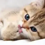 يشكّل خطراً كبيراً على صحة القطط… ما هو؟