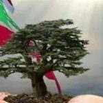 هذا ما سيحمله البابا إلى اللبنانيين