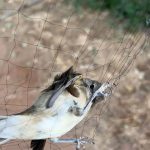 بالأرقام الصادمة: إسقاط “أكبر مذبحة صيد” في تاريخ لبنان