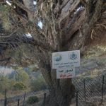 تسييج شجرة الأرز في محمية كرم شباط لحمايتها