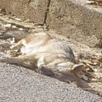 نفوق حيوانات برية بمرض غامض في ضهر الصوان