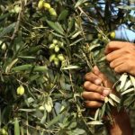بيان من بلدية حولا للأهالي عن قطاف الزيتون