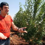 بعد نوح زعيتر… الجيش اللبناني يلاحق 23 متورطاً بالمخدرات