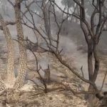 فيديوهات من بكاسين لأماكن نجح الدفاع المدني في السيطرة على الحريق فيها