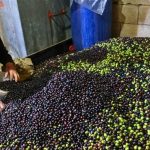 “زيتون لبنان” يتحدى إسرائيل.. قطافٌ حدوديّ بوجهِ التهديد!