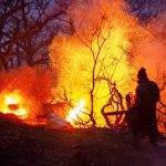 حريق يلتهم غابات إيرانية مدرجة على قائمة التراث العالمي لليونسكو
