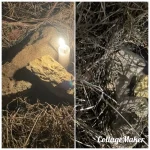 بالصورة- طريقة مبتكرة في اشعال النيران… هكذا اشتعل الحرج بين بحنين وعاراي!