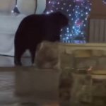 بالفيديو- دُب يقتحم أجواء الميلاد… ويتجول بين المتسوقين!