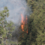 حريق شحيم يقترب من المنازل ومناشدة من الأهالي