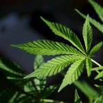 عملية نوعية… ومستودع كبير للماريغوانا