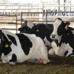 التفتيش المركزي يفتح تحقيقًا عاجلًا في انتشار الحمى القلاعية بين الأبقار