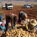 حملة دعم البطاطا في لبنان  وزير الزراعة : انفراج خليجيًا