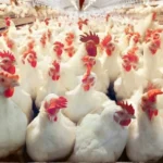 اللجنة المركزية للدواجن تحذر من سموم فطرية في أعلاف الدجاج
