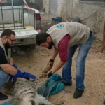 وزارة الزراعة تحذر من التعرض للضبع المخطط