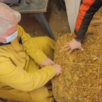 الريجي بدأت تسلّم محاصيل تبغ البقاع