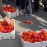 بالفيديو- أهالي ضحايا 4 آب يرشقون مبنى الجمارك بالبندورة