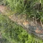 العثور على صاروخ غير منفجر في بيوت السياد