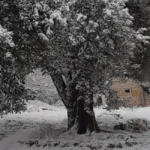 بالفيديو- الثلوج تغطّي البقاع