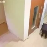 جريمة جسر الباشا لن تمرّ مرور الكرام مصدر أمني يكشف الحقيقة