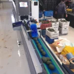 الأفوكادو في عكار… انطلاقة واسعة نحو إنتاج زراعي واعد