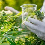 كباش سني – شيعي على مركز المدير العام: الاستفادة من القنب الهندي لأغراض طبّية تصطدم بالمراسيم التطبيقية